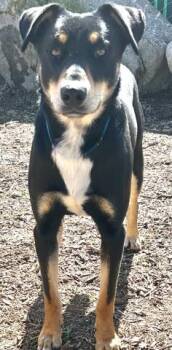 Rottweiler and Doberman Pinscher Dogs Available for Adoption - A251929 | PetCurious