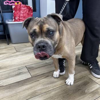 Blue -  Mixed Breed Dog for Adoption in Newark, New Jersey - Blue | PetCurious