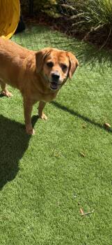 Retriever Dogs Available for Adoption in Pawleys Island, South Carolina - Piper | PetCurious