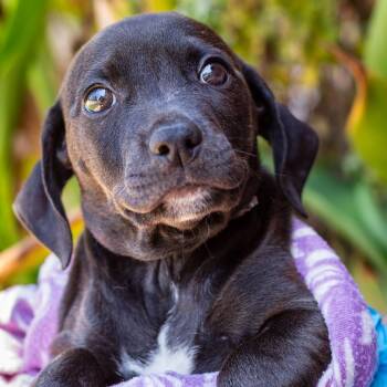 Dachshund and Labrador Retriever Dogs Available for Adoption in Hattiesburg, Mississippi - Leopold | PetCurious