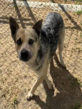 Dallas -  Australian Cattle Dog Blue Heeler Dog for Adoption in Las Vegas, Nevada - Dallas | PetCurious