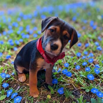 ANLR-Stray-4053 -  Beagle and Terrier Dog for Adoption in San Diego, California - ANLR-Stray-4053 | PetCurious