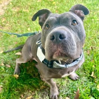 Bruno -  American Bulldog Dog for Adoption in Williston, Vermont - Bruno | PetCurious