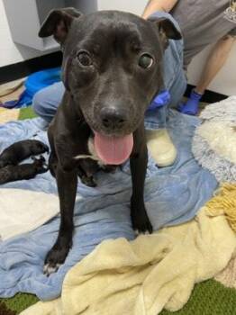 Tiffany FKA 23 -  Mixed Breed Dog for Adoption in West Chester, Pennsylvania - Tiffany FKA 23 | PetCurious