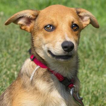 Bluejay -  Australian Shepherd and Cattle Dog Dog for Adoption in South Elgin, Illinois - Bluejay | PetCurious