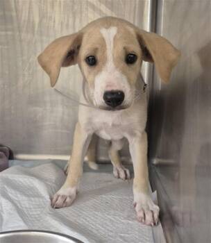 CARIDON -  Labrador Retriever and Mixed Breed Dog for Adoption in Houston, Texas - CARIDON | PetCurious