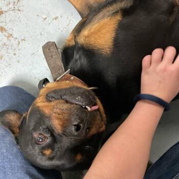 Rottweiler Dogs Available for Adoption in Philadelphia, Pennsylvania - Kiba Von Brooks | PetCurious