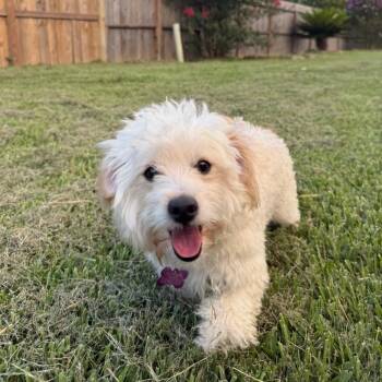 Frito -  Maltese and Miniature Poodle Dog for Adoption in Houston, Texas - Frito | PetCurious
