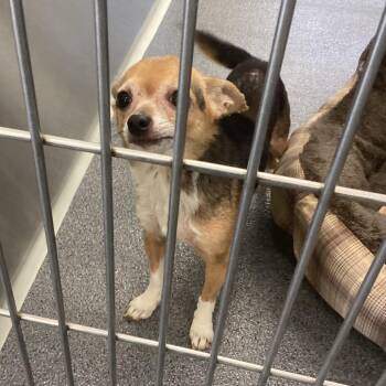 Chihuahua Dogs Available for Adoption in Montgomery, Alabama - Cocoa | PetCurious