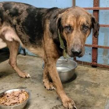 Catahoula Leopard Dog and German Shepherd Dog Dogs Available for Adoption - Jacob | PetCurious