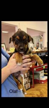 Wendy -  Mixed Breed Dog for Adoption in Seaside Heights, New Jersey - Wendy | PetCurious