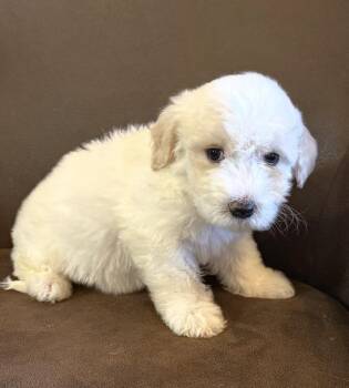 Goldendoodle Dogs Available for Adoption in Iron Ridge, Wisconsin - River | PetCurious