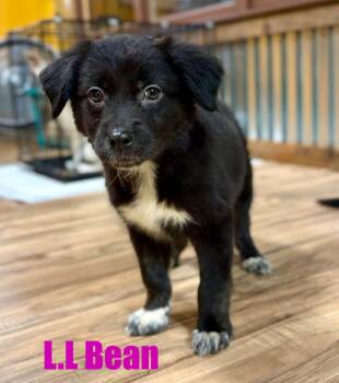 LL Bean -  Miniature Poodle and Border Collie Dog for Adoption in New Baltimore, Michigan - LL Bean | PetCurious