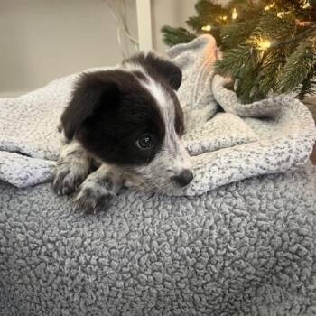 Rescue Great Pyrenees and Australian Cattle Dog Blue Heeler Dogs for Adoption in Pflugerville, Texas - Betsy | PetCurious