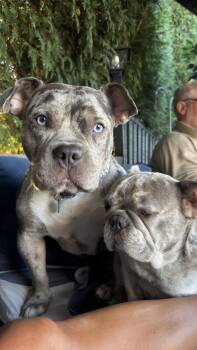 Stormy -  Pit Bull Terrier Dog for Adoption in Tonawanda, New York - Stormy | PetCurious