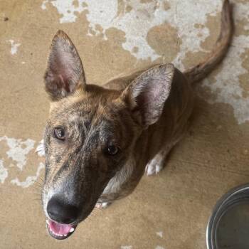 Hudson -  Shepherd and Mixed Breed Dog for Adoption in Birmingham, Alabama - Hudson | PetCurious