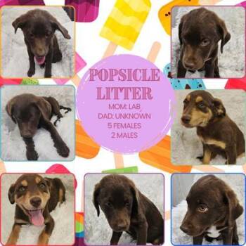 Frollie -  Labrador Retriever and Mixed Breed Dog for Adoption in Hobart, Indiana - Frollie | PetCurious