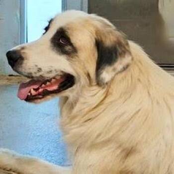 Elsa -  Great Pyrenees Dog for Adoption in Green Valley, Arizona - Elsa | PetCurious