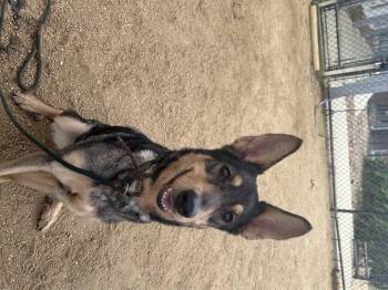 Rescue Mixed Breed Dogs for Adoption in Georgetown, Texas - Raylenn | PetCurious