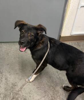 Becky -  Shepherd and Husky Dog for Adoption in Yellowknife, Northwest Territories - Becky | PetCurious
