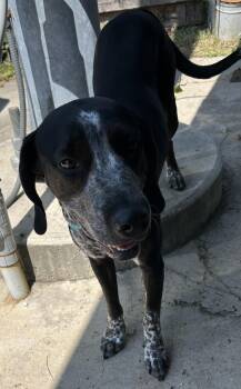 Rescue Coonhound Dogs for Adoption in River Oaks, Texas - Storm | PetCurious