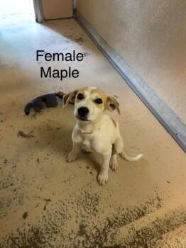 Maple -  Hound Dog for Adoption in West Union, Ohio - Maple | PetCurious