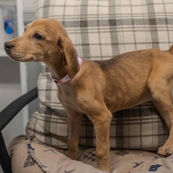 Hound and Labrador Retriever Dogs Available for Adoption in Pawling, New York - Aiden | PetCurious