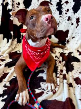 Hermes -  Pit Bull Terrier Dog for Adoption in Benbrook, Texas - Hermes | PetCurious