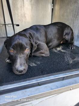 ANCK-SU-NAMUN -  Labrador Retriever Dog for Adoption in San Antonio, Texas - ANCK-SU-NAMUN | PetCurious