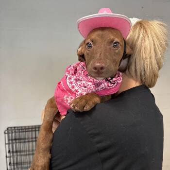 Apple Blossom -  Mixed Breed Dog for Adoption in Austin, Texas - Apple Blossom | PetCurious