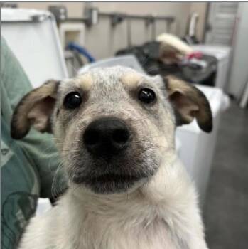 Elmo -  Great Pyrenees Dog for Adoption in Estes Park, Colorado - Elmo | PetCurious