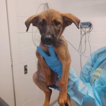 Osmosis Theory -  German Shepherd Dog and Belgian Shepherd Malinois Dog for Adoption in Hattiesburg, Mississippi - Osmosis Theory | PetCurious