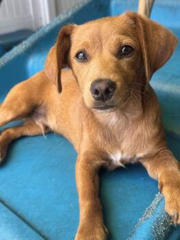 Dachshund and Terrier Dogs Available for Adoption in New York, New York - Punch | PetCurious