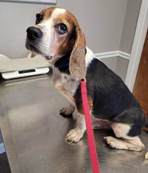 Walter II -  Beagle Dog for Adoption in Dunnellon, Florida - Walter II | PetCurious