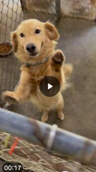 Apollo -  Golden Retriever and Corgi Dog for Adoption in Sanford, Florida - Apollo | PetCurious