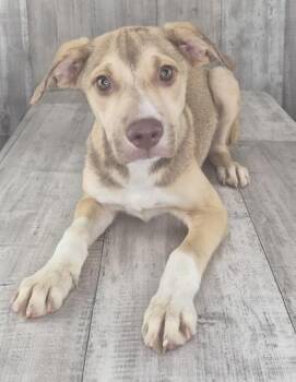 Peppermint Patty -  Mixed Breed Dog for Adoption in Shreveport, Louisiana - Peppermint Patty | PetCurious