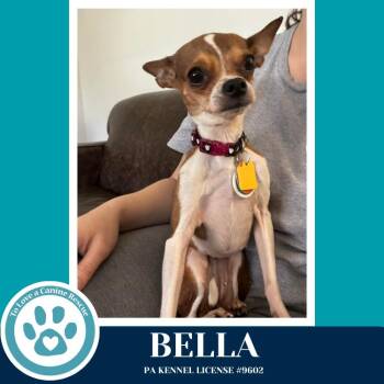 Chihuahua Dogs Available for Adoption in Kimberton, Pennsylvania - Bella 041126 | PetCurious