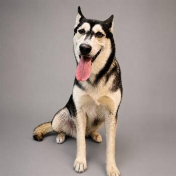 SIDNEY -  Siberian Husky Dog for Adoption in Thousand Palms, California - SIDNEY | PetCurious