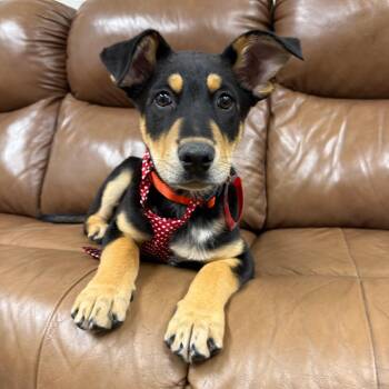 Australian Kelpie Dogs Available for Adoption - 185(2026) Finn | PetCurious