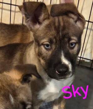Husky and German Shepherd Dog Dogs Available for Adoption - SKY | PetCurious