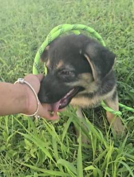 Harely -  German Shepherd Dog Dog for Adoption in Greeneville, Tennessee - Harely | PetCurious
