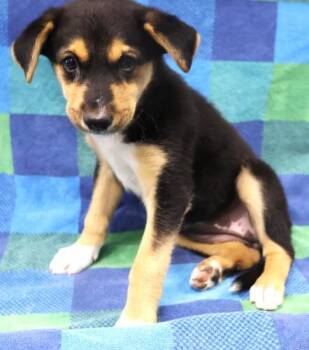 Bluebell -  Shepherd Dog for Adoption in Thief River Falls, Minnesota - Bluebell | PetCurious