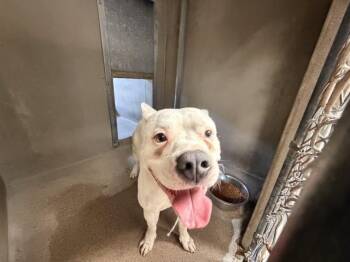 GUERO -  Pit Bull Terrier and Mixed Breed Dog for Adoption in San Bernardino, California - GUERO | PetCurious