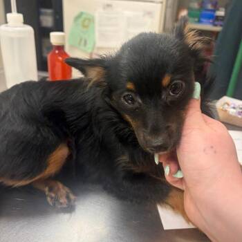 Marmalade -  Mixed Breed Dog for Adoption in Pekin, Illinois - Marmalade | PetCurious