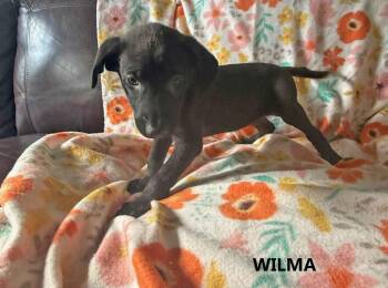 Wilma -  German Shepherd Dog Dog for Adoption in Washington, Georgia - Wilma | PetCurious