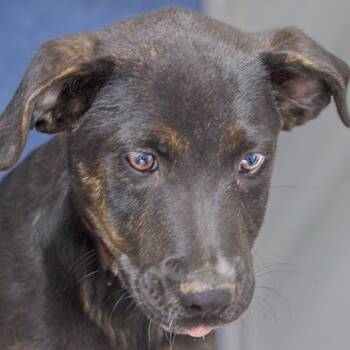 Rescue Shepherd and Labrador Retriever Dogs for Adoption in South Elgin, Illinois - Gyoza | PetCurious