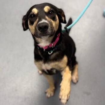 Betty Boop -  Mixed Breed Dog for Adoption in Sarasota, Florida - Betty Boop | PetCurious