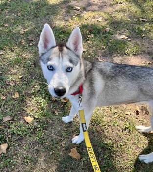 Rescue Husky Dogs for Adoption in East Orange, New Jersey - Athena | PetCurious