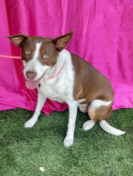 Terrier Dogs Available for Adoption in Rowland Heights, California - Eloise | PetCurious