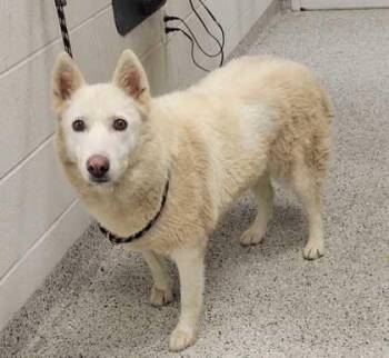 Alba -  Siberian Husky and Shepherd Dog for Adoption in Kansas City, Missouri - Alba | PetCurious